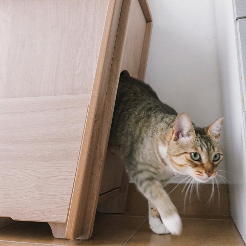 Mueble de Gatos Zuri - Imagen 7